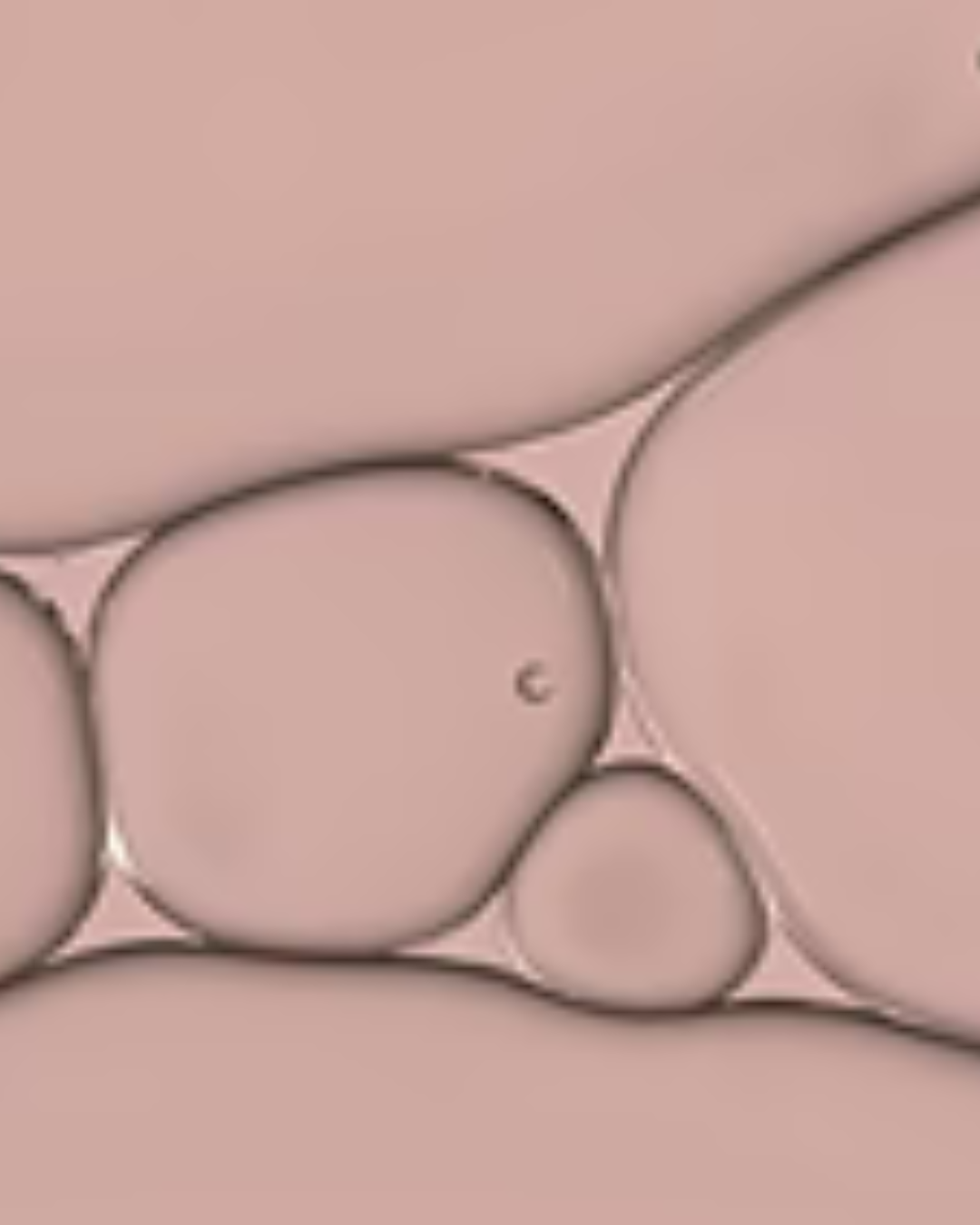 Ceramidi ( 3 e 6)