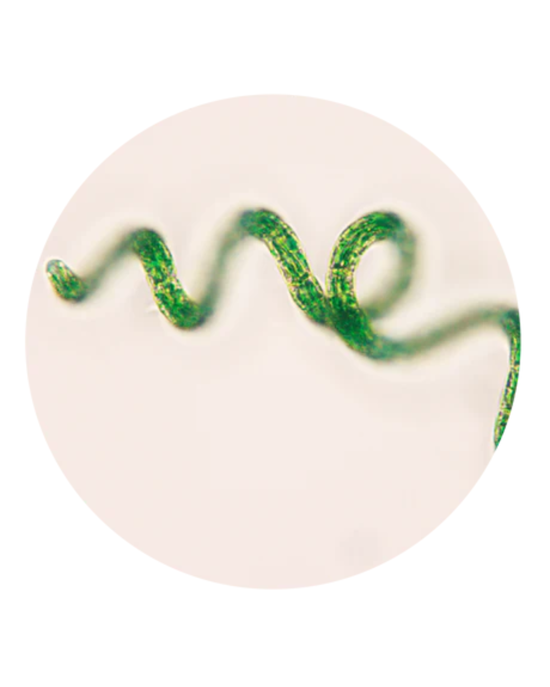 Estratto di Spirulina