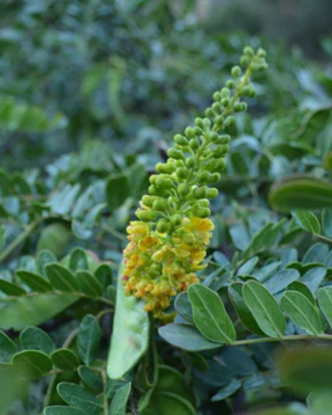 Estratto di Acacia Gialla e di radice di Cicoria