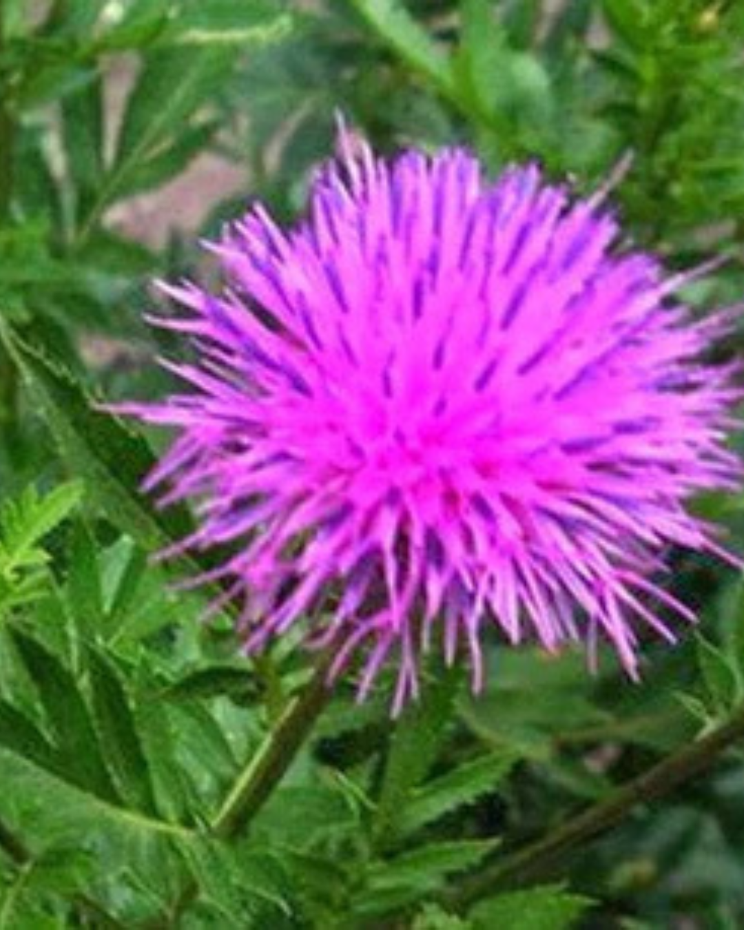 Radice di maral e di Zizyphus spinosa (giuggiolo)