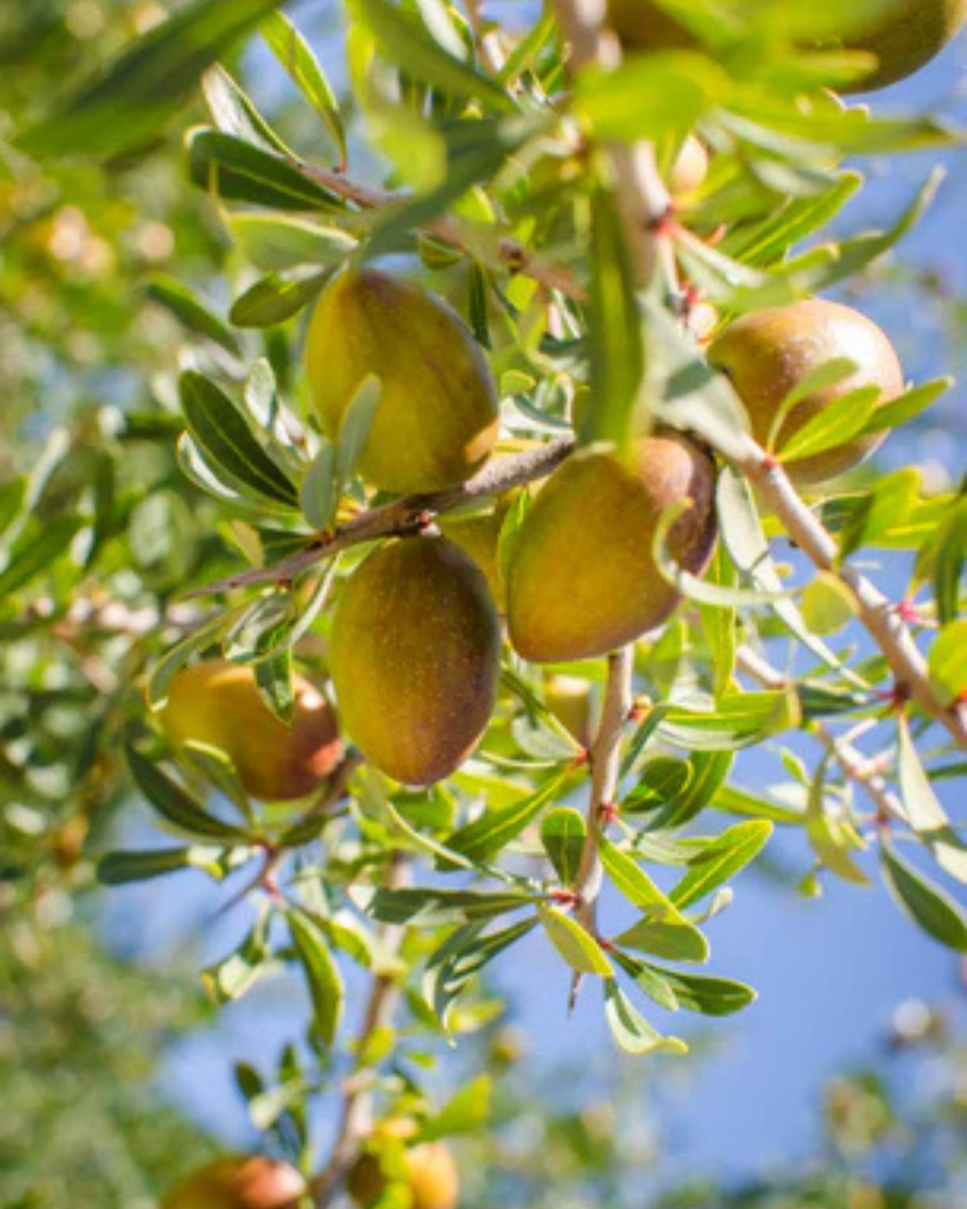 Albero di Argan