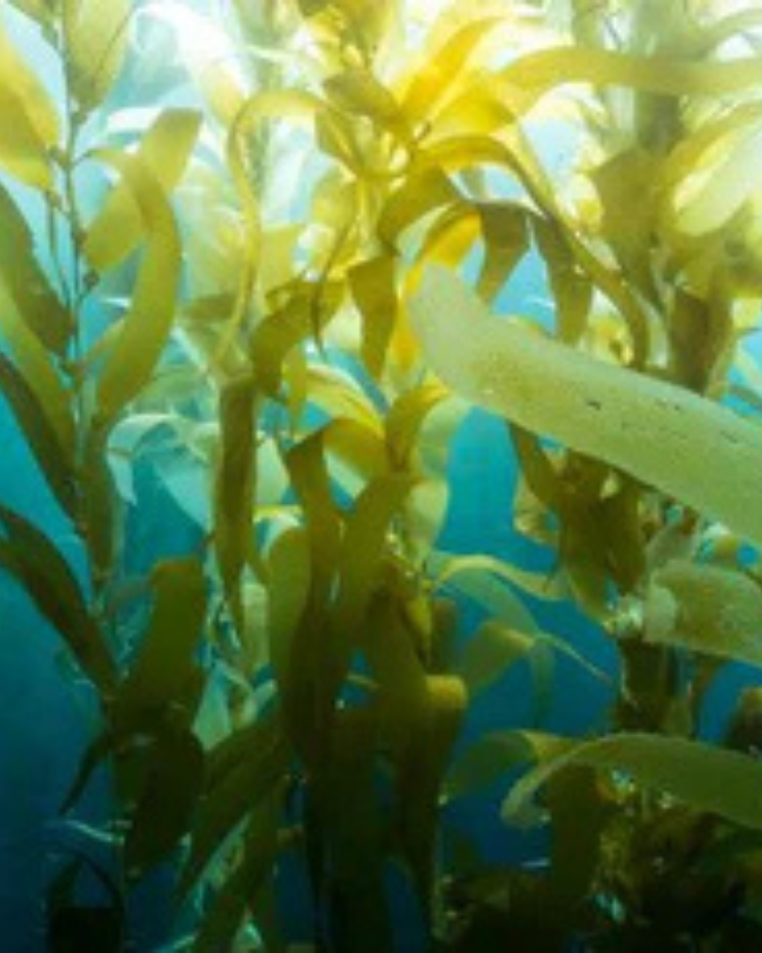 Impariamo dalla natura