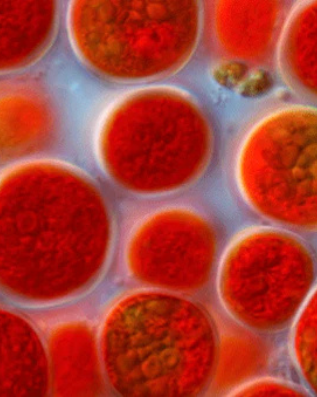 Haematococcus pluvialise