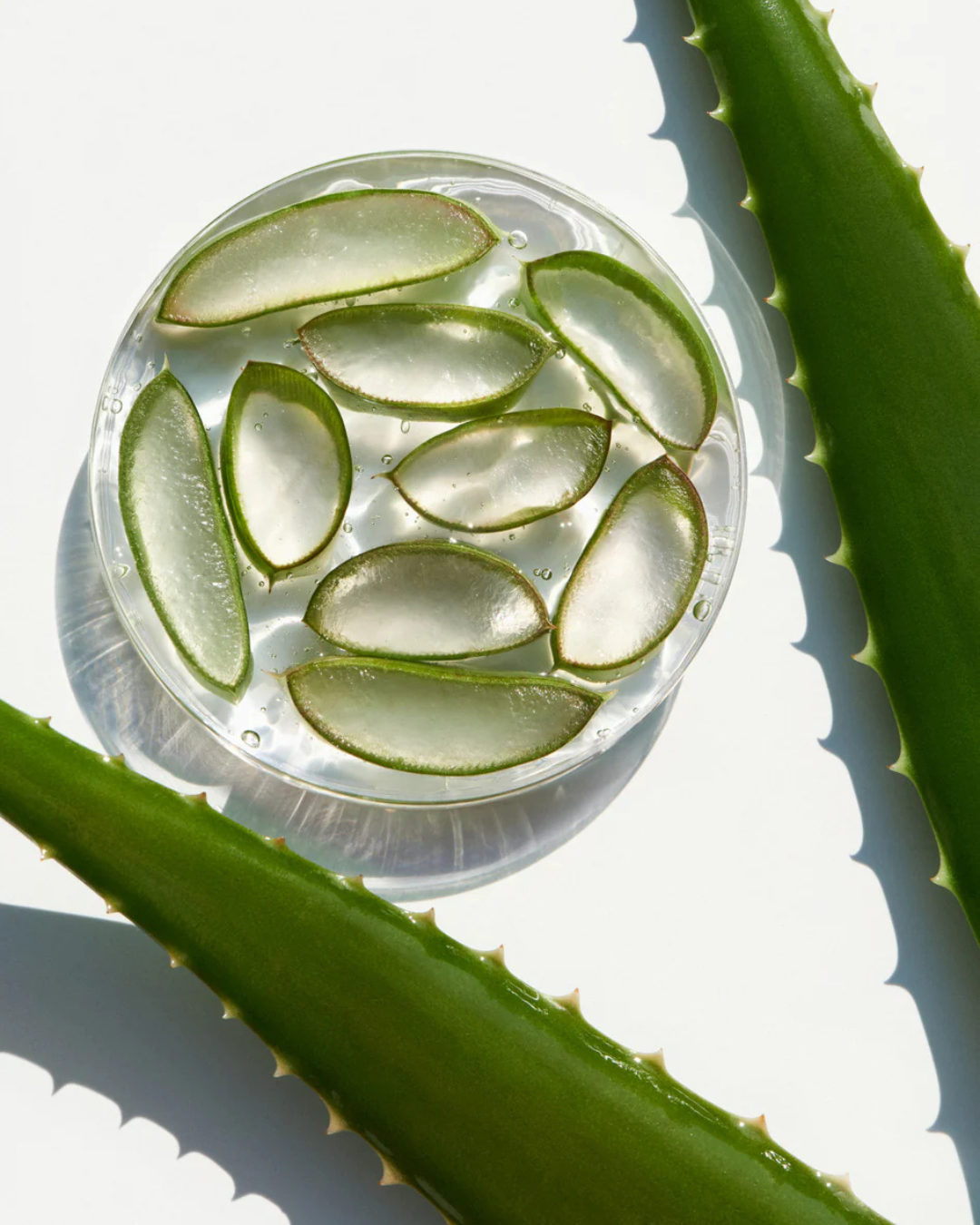 aloe_1.png