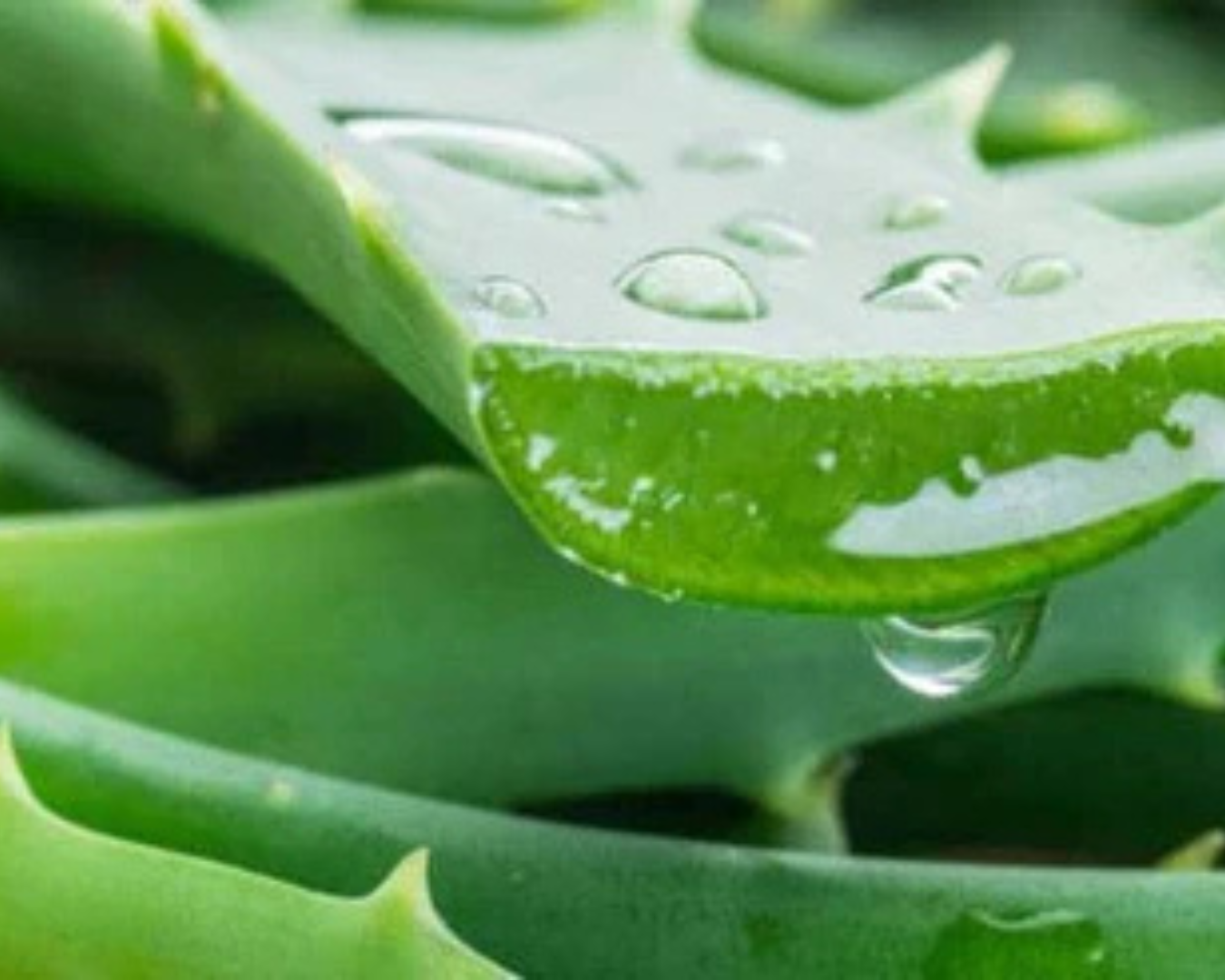 Aloe vera 