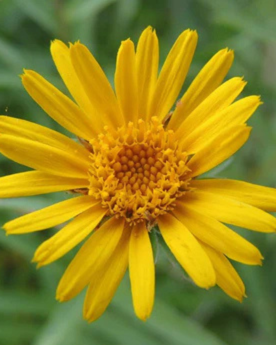 Estratto di rusco (Ruscus aculeatus extract)