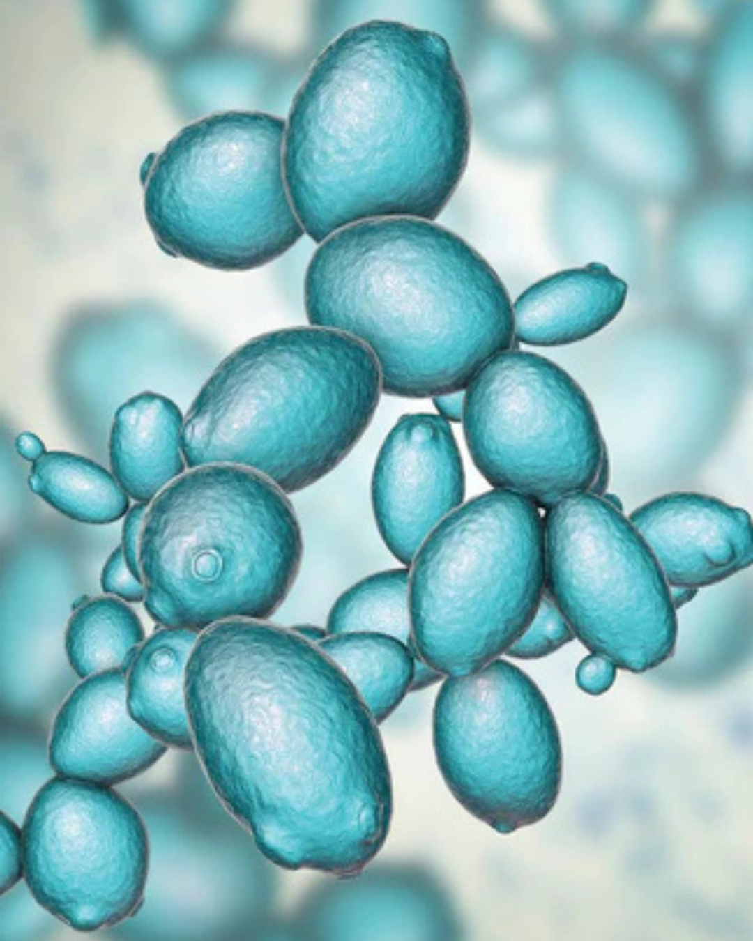 Saccharomyces cerevisiae