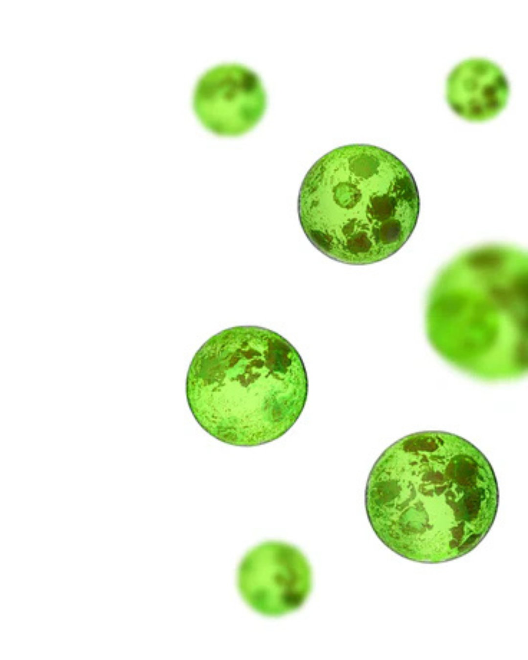 Chlorella vulgaris