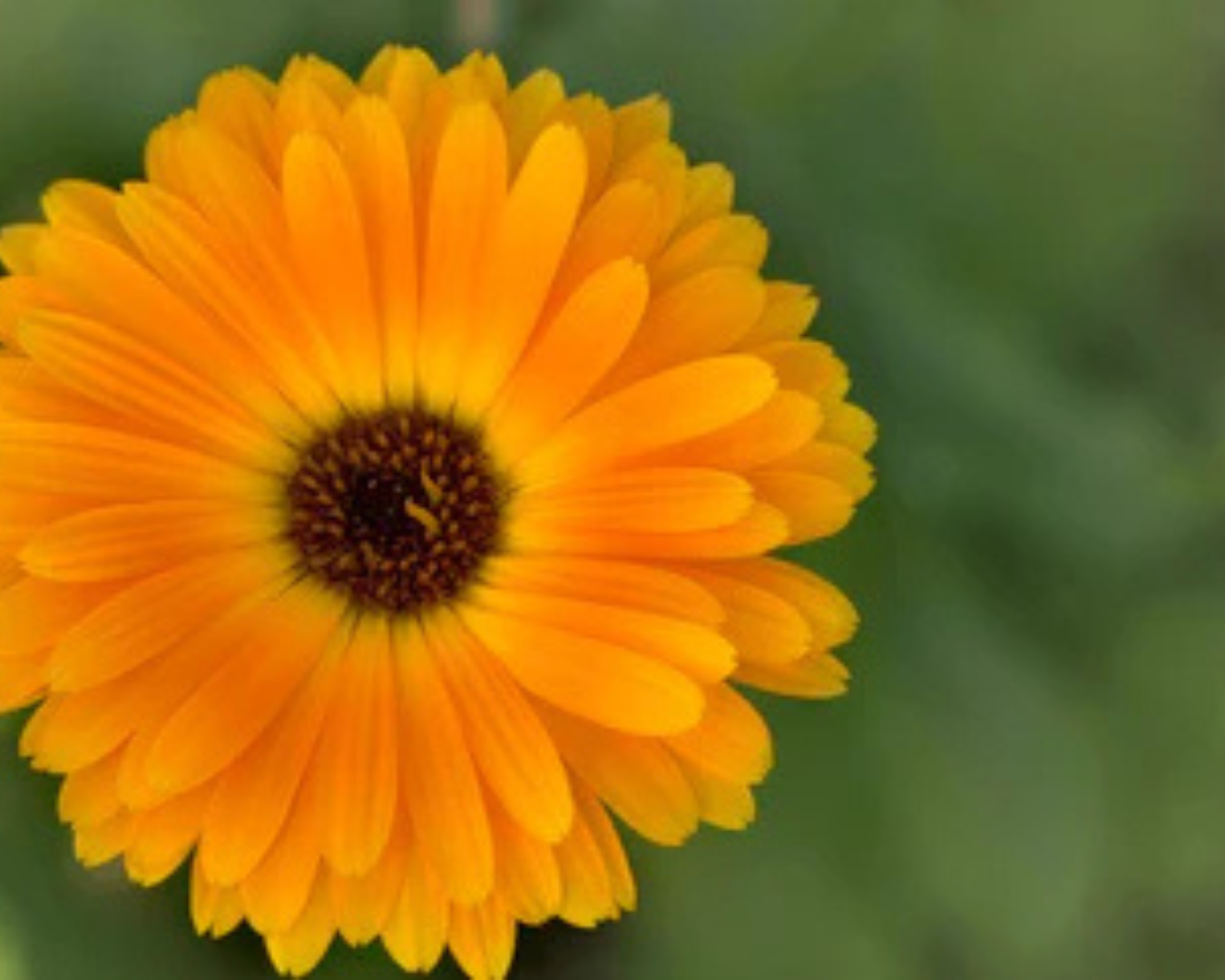 Estratto di Calendula