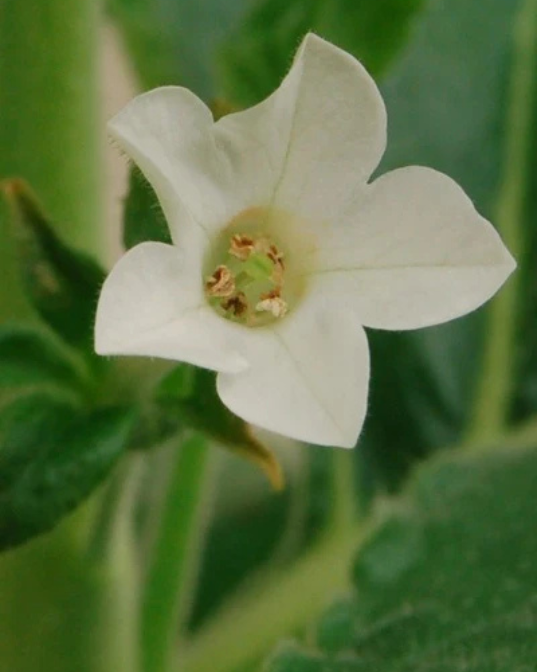 Nicotiana Benthaniama