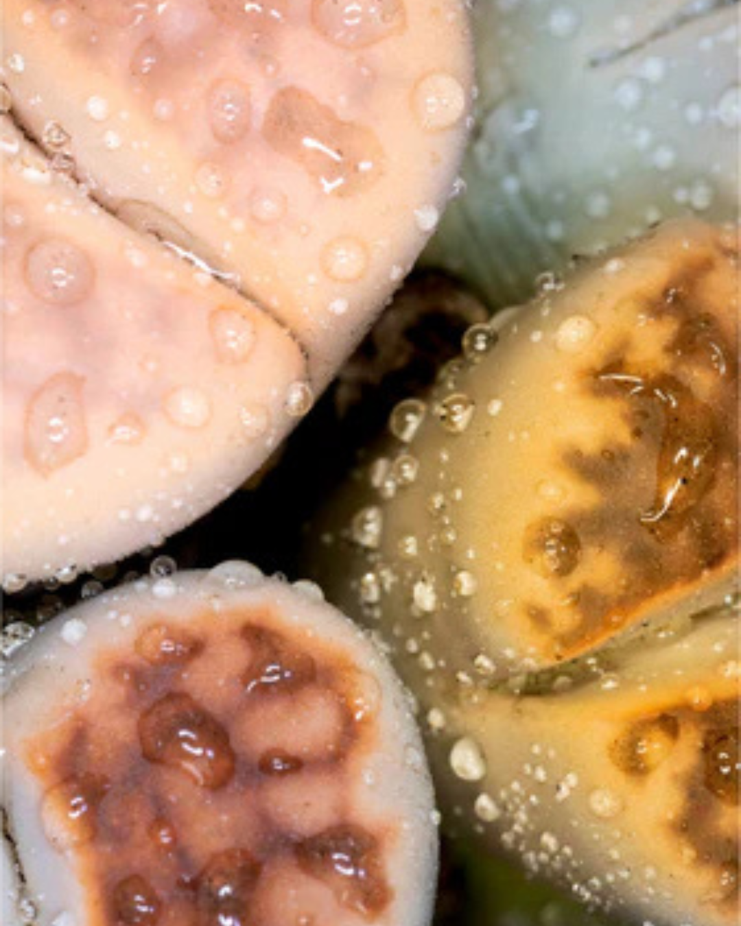 Lithops pseudotruncatella