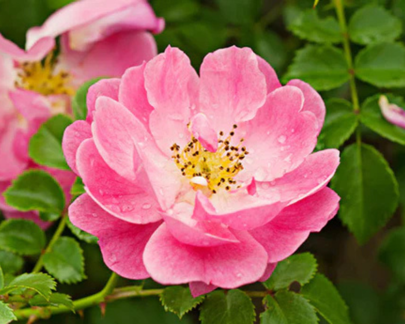 Olio di rosa mosqueta